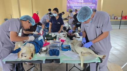 Bakti Sosial PDHI Sterilisasi dan Vaksinasi HPR di Desa Gobleg